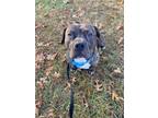 Adopt Douglas a Pit Bull Terrier