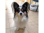 Adopt Duncan a Papillon