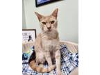 Adopt Arthur a Domestic Short Hair