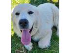 Adopt River a Great Pyrenees, Anatolian Shepherd