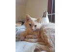 Adopt Maxi a Domestic Medium Hair