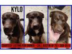 Adopt Kylo - COURTESY LISTING FOR OWNER a Pit Bull Terrier