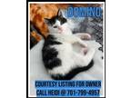 Adopt Domino - COURTESY LISTING FOR OWNER a Domestic Medium Hair