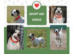 Adopt Sarge (FL) a English Pointer