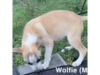 Adopt Wolfie a Labrador Retriever