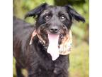 Adopt Pogo a Jack Russell Terrier, Poodle