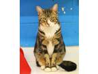Adopt Noogie a Domestic Short Hair