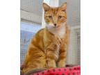 Adopt Redford a Tabby