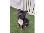 Adopt Riggs a Pit Bull Terrier, Mixed Breed