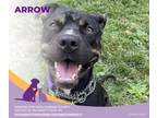 Adopt Arrow a Terrier