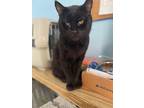 Adopt Eddie a Domestic Short Hair