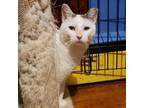 Adopt Freckles a Domestic Short Hair