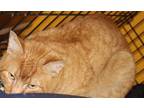 Adopt Oliver a Domestic Short Hair, Tabby