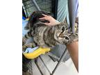 Adopt Levi a Domestic Short Hair