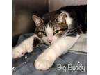 Adopt Big Buddy - brother of and bonded to Little Buddy a Domestic Short Hair
