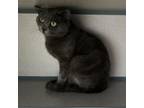 Adopt O'ryan a Domestic Short Hair