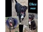 Adopt Dice a Labrador Retriever