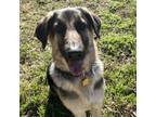 Adopt Daryl* A198906 a German Shepherd Dog