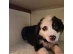 Australian Shepherd Puppy for sale in Hartford, NY, USA