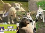 Adopt NOEL a Labrador Retriever, Mixed Breed