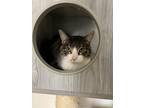 Adopt Steve a Domestic Short Hair