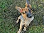 Adopt Abbey a German Shepherd Dog