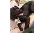 Adopt Connor a Border Collie