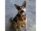 Adopt Dexter a German Shepherd Dog, Black Labrador Retriever