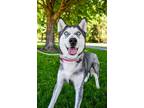 Adopt Brutus a Husky, Mixed Breed