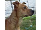 Adopt Tucker a Mixed Breed