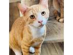 Adopt Norm a Domestic Short Hair