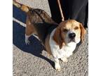 Adopt Beau a Beagle, Basset Hound