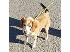 Adopt Red a Beagle