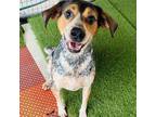 Adopt Lewie a Bluetick Coonhound, Beagle