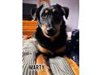 Adopt Marty a German Shepherd Dog