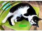 Adopt Tazz a Domestic Short Hair, Tuxedo