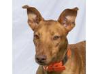 Adopt Kash, fun, friendly and outgoing youngster! a Hound, Whippet