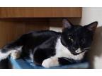 Adopt Bebop a Tuxedo, Domestic Short Hair