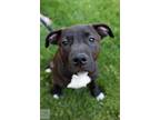 Adopt Marcus a American Staffordshire Terrier, Pit Bull Terrier
