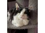 Adopt Solomon a Maine Coon