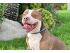 Adopt Canelo a Pit Bull Terrier, American Staffordshire Terrier