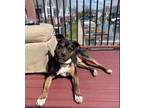 Adopt Bubba a Boxer, Pit Bull Terrier