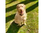 Adopt Pax a Labradoodle