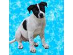Adopt Griswald a Mixed Breed, Border Collie