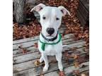 Adopt Cujo a Bull Terrier, American Staffordshire Terrier