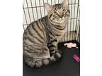 Adopt Gabe a Domestic Short Hair