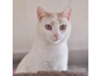 Adopt Spencer a Domestic Short Hair