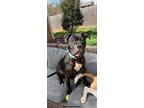 Adopt Andie a Cane Corso