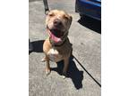 Adopt Simba a American Staffordshire Terrier
