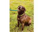 Adopt Snoop a Labrador Retriever, Beagle